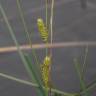 Fotografia 2 da espécie Carex rostrata do Jardim Botânico UTAD