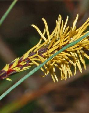 Fotografia 3 da espécie Carex rostrata no Jardim Botânico UTAD