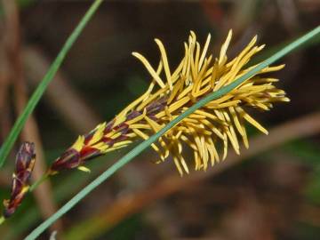 Fotografia da espécie Carex rostrata