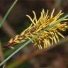 Fotografia 3 da espécie Carex rostrata do Jardim Botânico UTAD