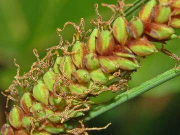 Fotografia da espécie Carex rostrata