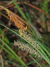 Fotografia da espécie Carex rostrata