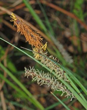 Fotografia 5 da espécie Carex rostrata no Jardim Botânico UTAD