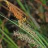 Fotografia 5 da espécie Carex rostrata do Jardim Botânico UTAD