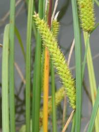 Fotografia da espécie Carex rostrata