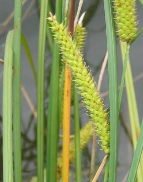 Fotografia 6 da espécie Carex rostrata no Jardim Botânico UTAD