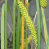 Fotografia 6 da espécie Carex rostrata do Jardim Botânico UTAD