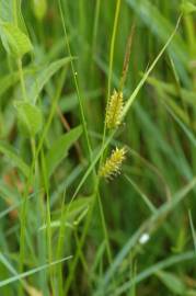 Fotografia da espécie Carex rostrata