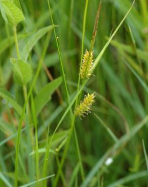 Fotografia 7 da espécie Carex rostrata no Jardim Botânico UTAD