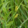 Fotografia 7 da espécie Carex rostrata do Jardim Botânico UTAD