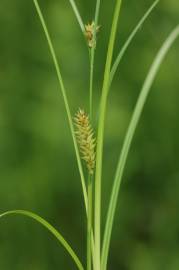 Fotografia da espécie Carex rostrata