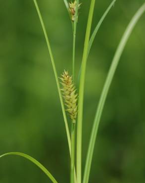 Fotografia 8 da espécie Carex rostrata no Jardim Botânico UTAD