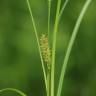 Fotografia 8 da espécie Carex rostrata do Jardim Botânico UTAD