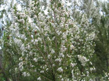 Fotografia da espécie Erica vagans