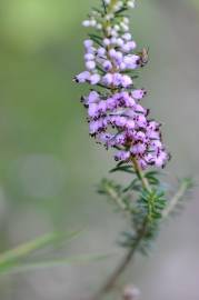 Fotografia da espécie Erica vagans