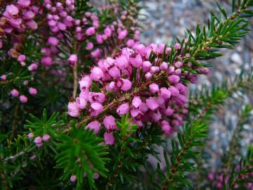 Fotografia da espécie Erica vagans