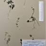 Fotografia de herbário 1 da espécie Linaria alpina no Jardim Botânico UTAD