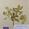 Fotografia de herbário 1 da espécie Quercus × neomairei no Jardim Botânico UTAD