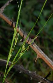 Fotografia da espécie Carex distachya