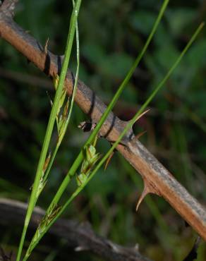 Fotografia 4 da espécie Carex distachya no Jardim Botânico UTAD