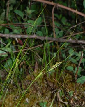 Fotografia 5 da espécie Carex distachya no Jardim Botânico UTAD