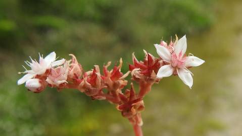 Fotografia da espécie Sedum anglicum