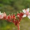 Fotografia 16 da espécie Sedum anglicum do Jardim Botânico UTAD