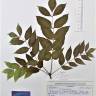 Fotografia de herbário 1 da espécie Fraxinus angustifolia no Jardim Botânico UTAD