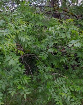 Fotografia 8 da espécie Fraxinus angustifolia subesp. angustifolia no Jardim Botânico UTAD