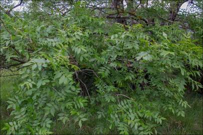 Fotografia da espécie Fraxinus angustifolia subesp. angustifolia