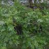 Fotografia 8 da espécie Fraxinus angustifolia subesp. angustifolia do Jardim Botânico UTAD