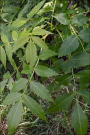 Fotografia da espécie Fraxinus angustifolia subesp. angustifolia