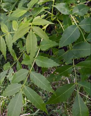 Fotografia 9 da espécie Fraxinus angustifolia subesp. angustifolia no Jardim Botânico UTAD