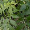 Fotografia 9 da espécie Fraxinus angustifolia subesp. angustifolia do Jardim Botânico UTAD