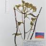 Fotografia de herbário 1 da espécie Andryala integrifolia no Jardim Botânico UTAD