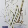 Fotografia de herbário 1 da espécie Coincya monensis no Jardim Botânico UTAD