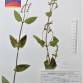 Fotografia 1 de herbário da espécie Teucrium scorodonia no Jardim Botânico UTAD