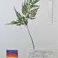 Fotografia 1 de herbário da espécie Asplenium onopteris no Jardim Botânico UTAD
