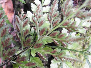 Fotografia da espécie Asplenium onopteris