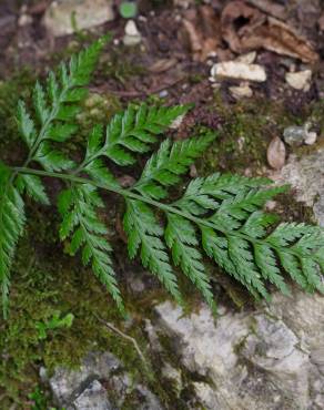 Fotografia 9 da espécie Asplenium onopteris no Jardim Botânico UTAD