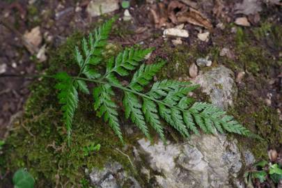 Fotografia da espécie Asplenium onopteris