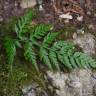 Fotografia 9 da espécie Asplenium onopteris do Jardim Botânico UTAD