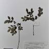 Fotografia de herbário 1 da espécie Fraxinus angustifolia no Jardim Botânico UTAD