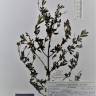 Fotografia de herbário 1 da espécie Halimium lasianthum no Jardim Botânico UTAD
