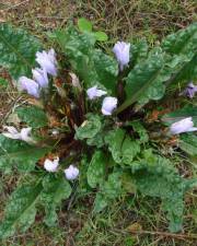 Fotografia da espécie Mandragora autumnalis