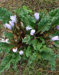 Mandragora autumnalis