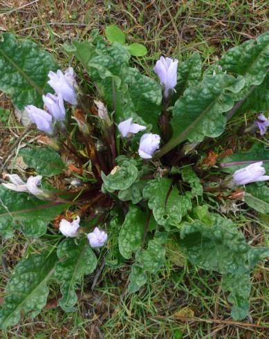 Fotografia de capa Mandragora autumnalis - do Jardim Botânico