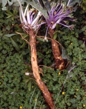 Fotografia 3 da espécie Mandragora autumnalis no Jardim Botânico UTAD