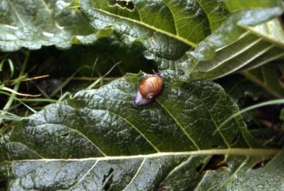 Fotografia da espécie Mandragora autumnalis