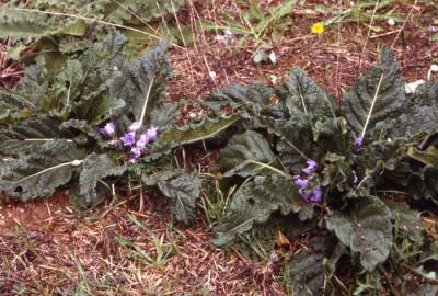 Fotografia da espécie Mandragora autumnalis